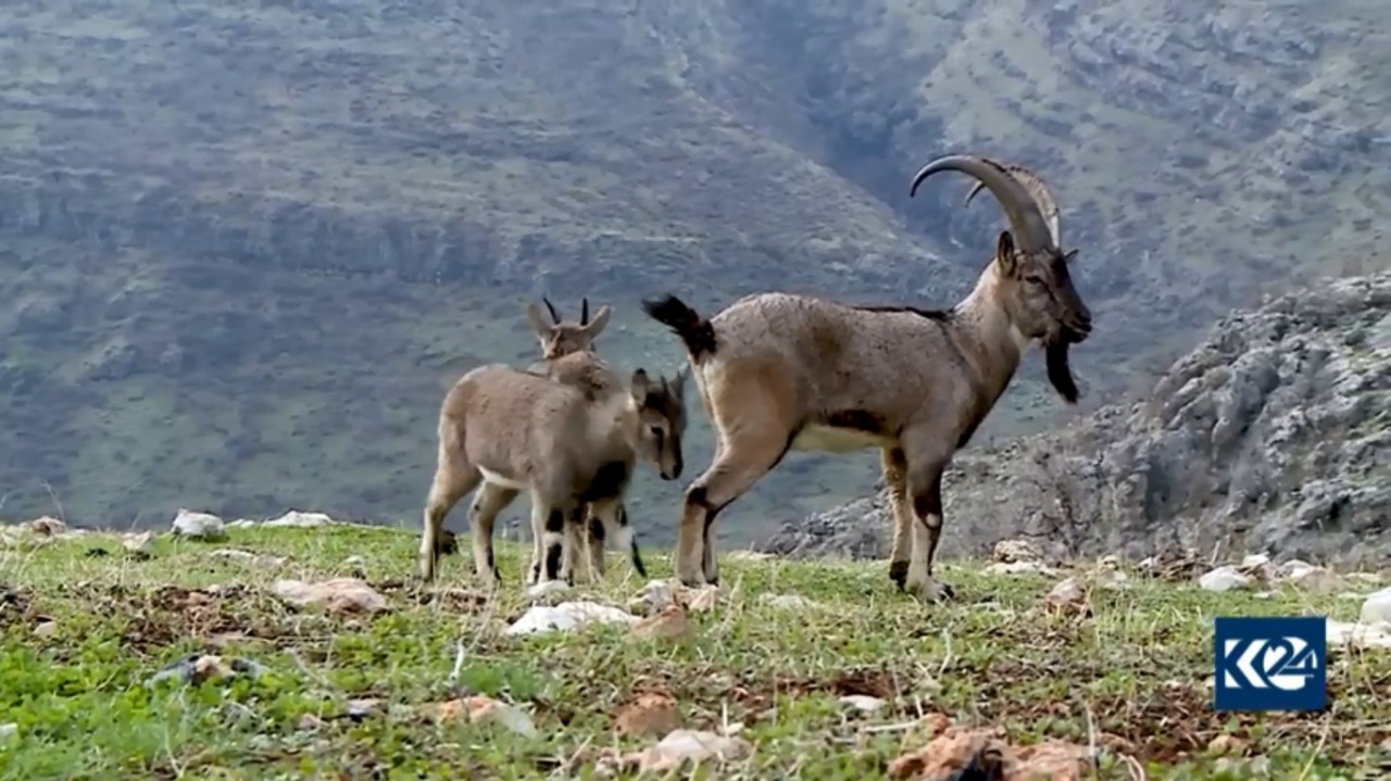 Wildlife in the Kurdistan Region’s Akoyan valley, locally known as “Doli Akoyan” (Photo: Kurdistan 24)